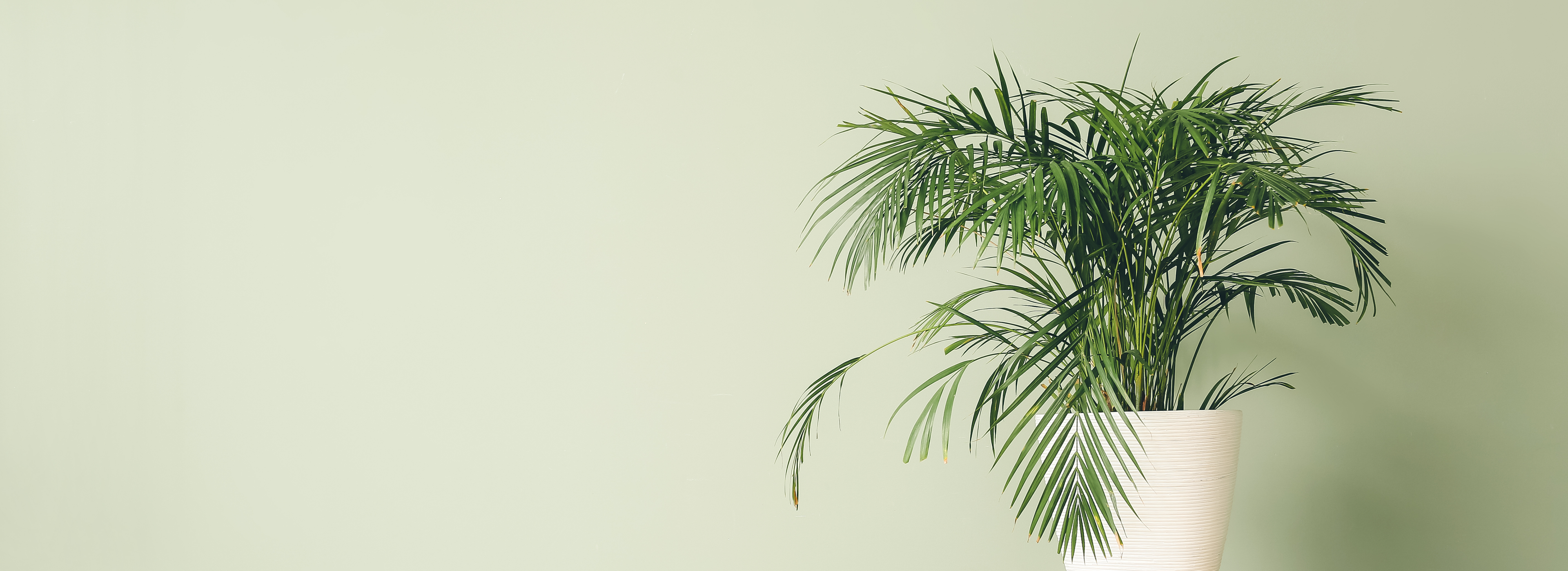 Pflanzen4u1621243260e1af0c20-0