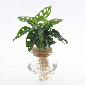 Fensterblatt – Monstera adansonii – 25 cm – Ø12 cm