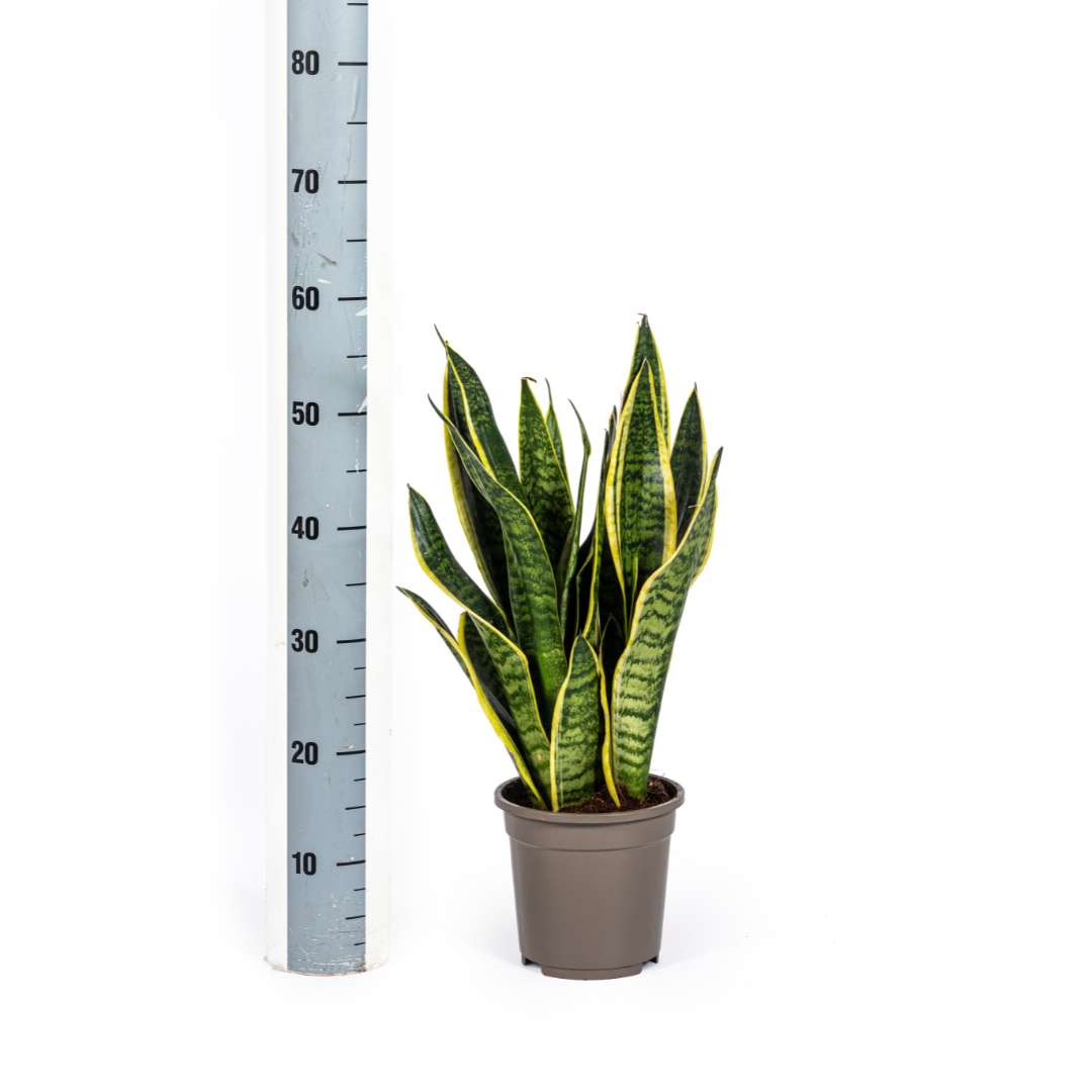 Sansevieria – Sansevieria trifasciata – 45–55 cm – Ø17 cm