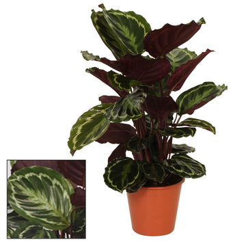 Korbmarante – Calathea medaillon – 75 cm – Ø19 cm