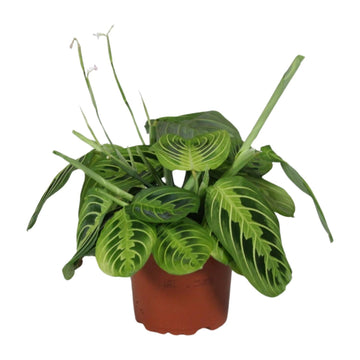 Pfeilwurz – Maranta leuconeura – 30 cm – Ø12 cm