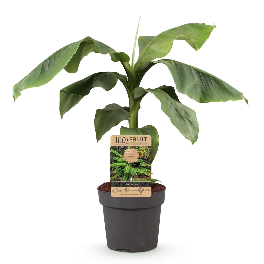 Japanische Faserbanane – Musa basjoo – 90 cm – Ø21 cm