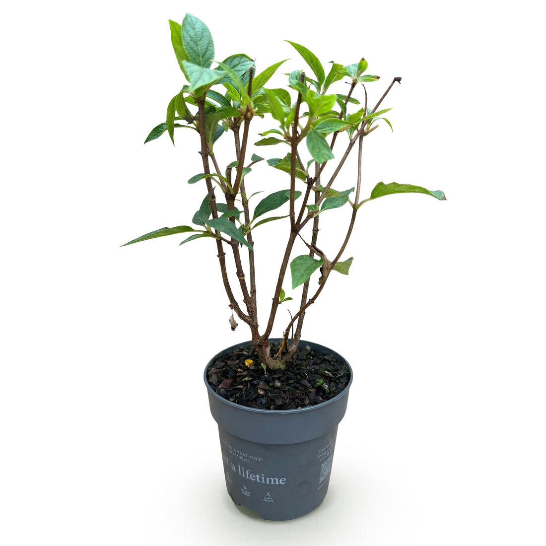 Bauernhortensie Living Pink & Rose – Hydrangea macrophylla Living Pink & Rose – 30 cm – Ø12 cm