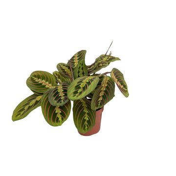 Pfeilwurz – Maranta fascinator – 20 cm – Ø12 cm