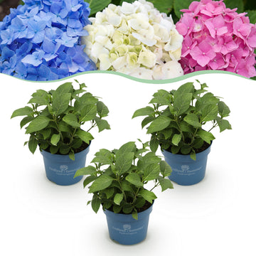 Bauernhortensie Blue, Pink & White – Hydrangea macrophylla Blue, Pink & White – 25 cm – Ø20 cm