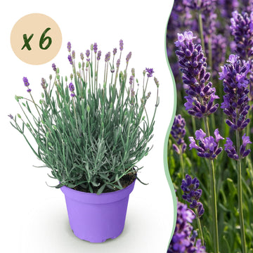 Lavendel Munstead – Lavandula angustifolia Munstead – 25 cm – Ø15 cm