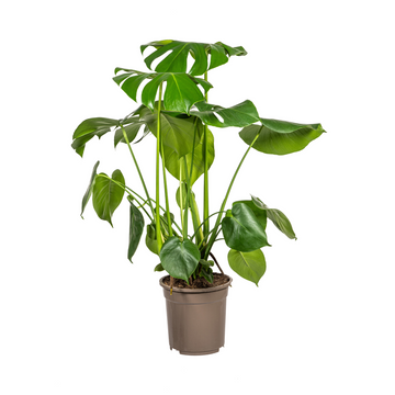 Fensterblatt – Monstera deliciosa – 70-90 cm – Ø21 cm