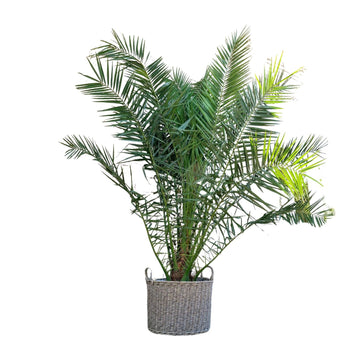 Kanarische Dattelpalme – Phoenix canariensis – 300 cm – Ø50 cm