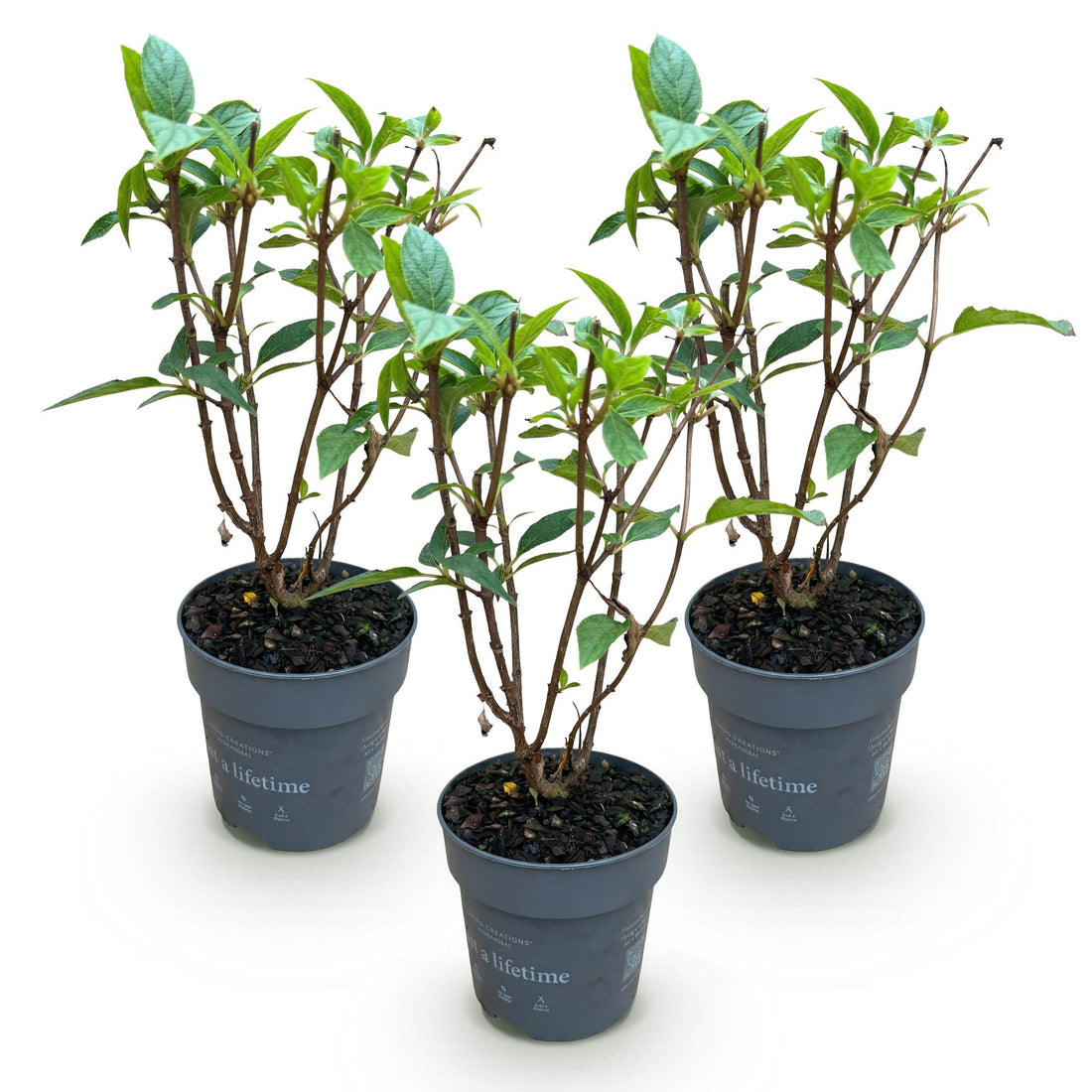 Bauernhortensie Living Pink & Rose – Hydrangea macrophylla Living Pink & Rose – 30 cm – Ø15 cm