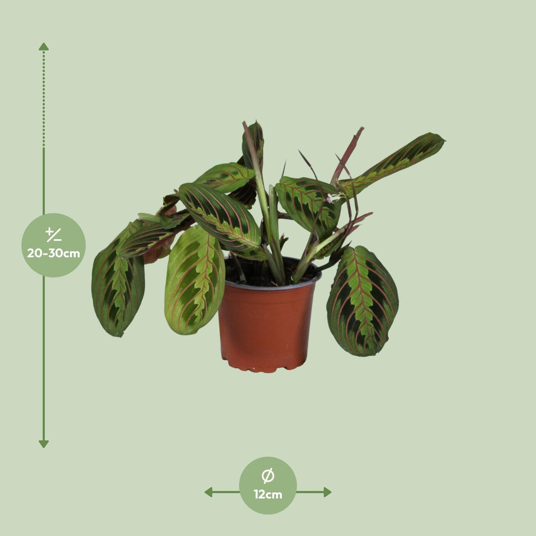 Pfeilwurz – Maranta leuconeura – 30 cm – Ø12 cm