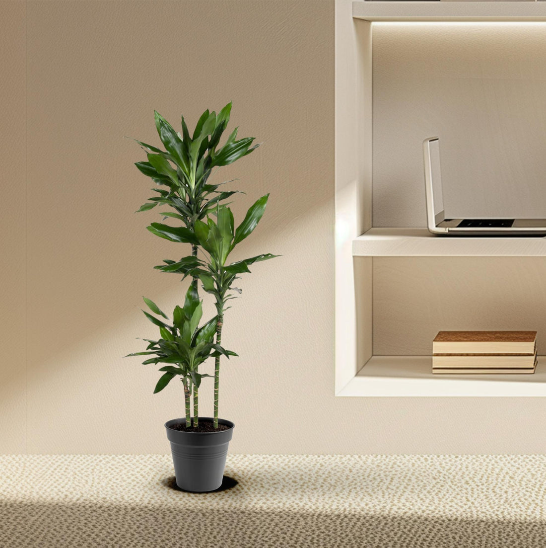 Drachenbaum – Dracaena janet – 160 cm – Ø24 cm