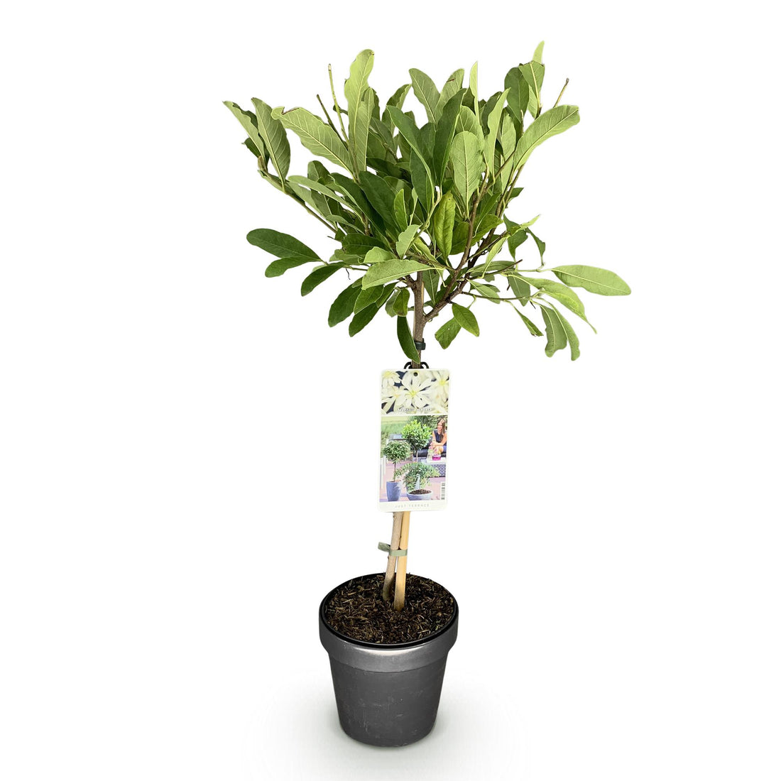 Magnolie – Magnolia stellata – 90 cm – Ø19 cm