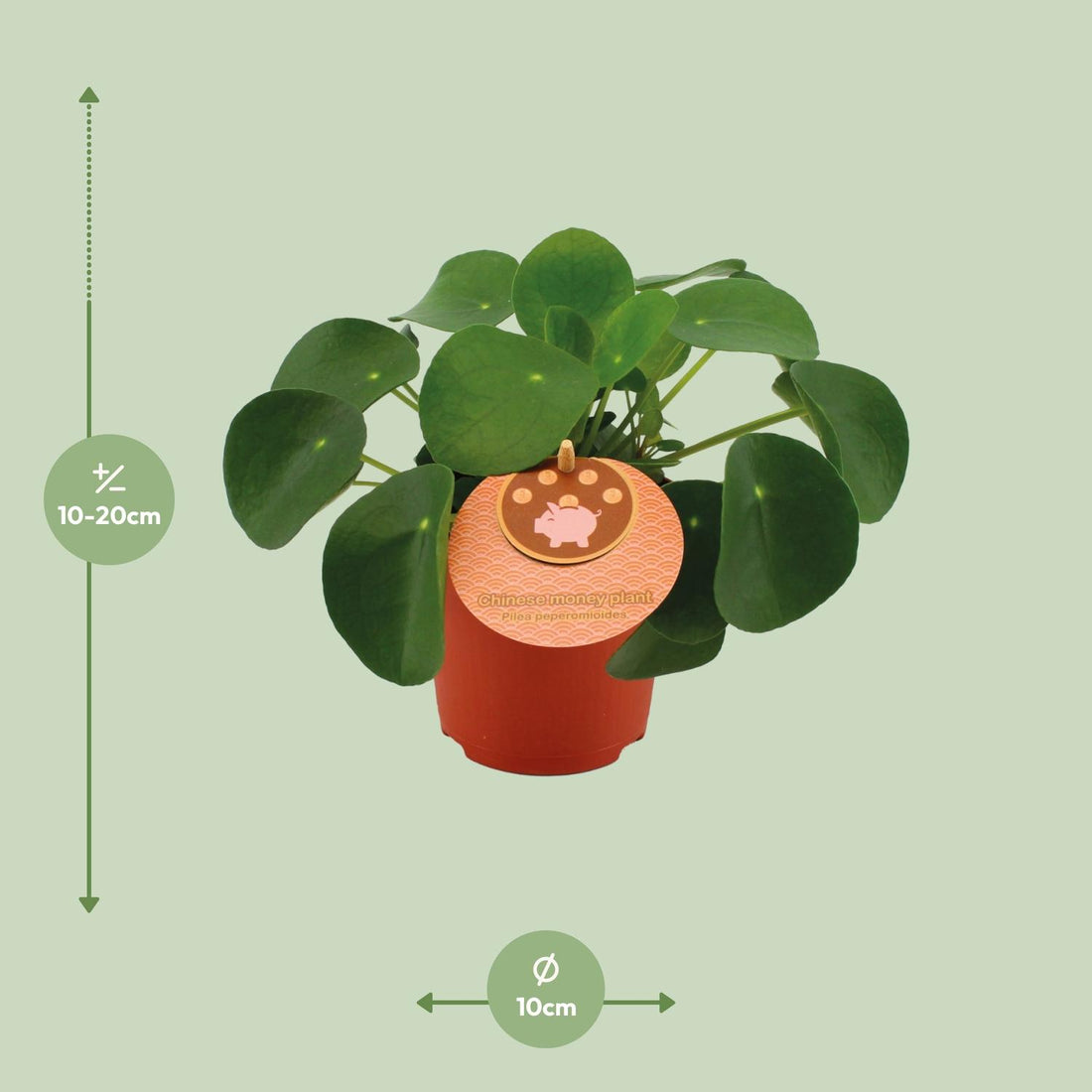 Ufopflanze – Pilea peperomioides – 15 cm – Ø10 cm