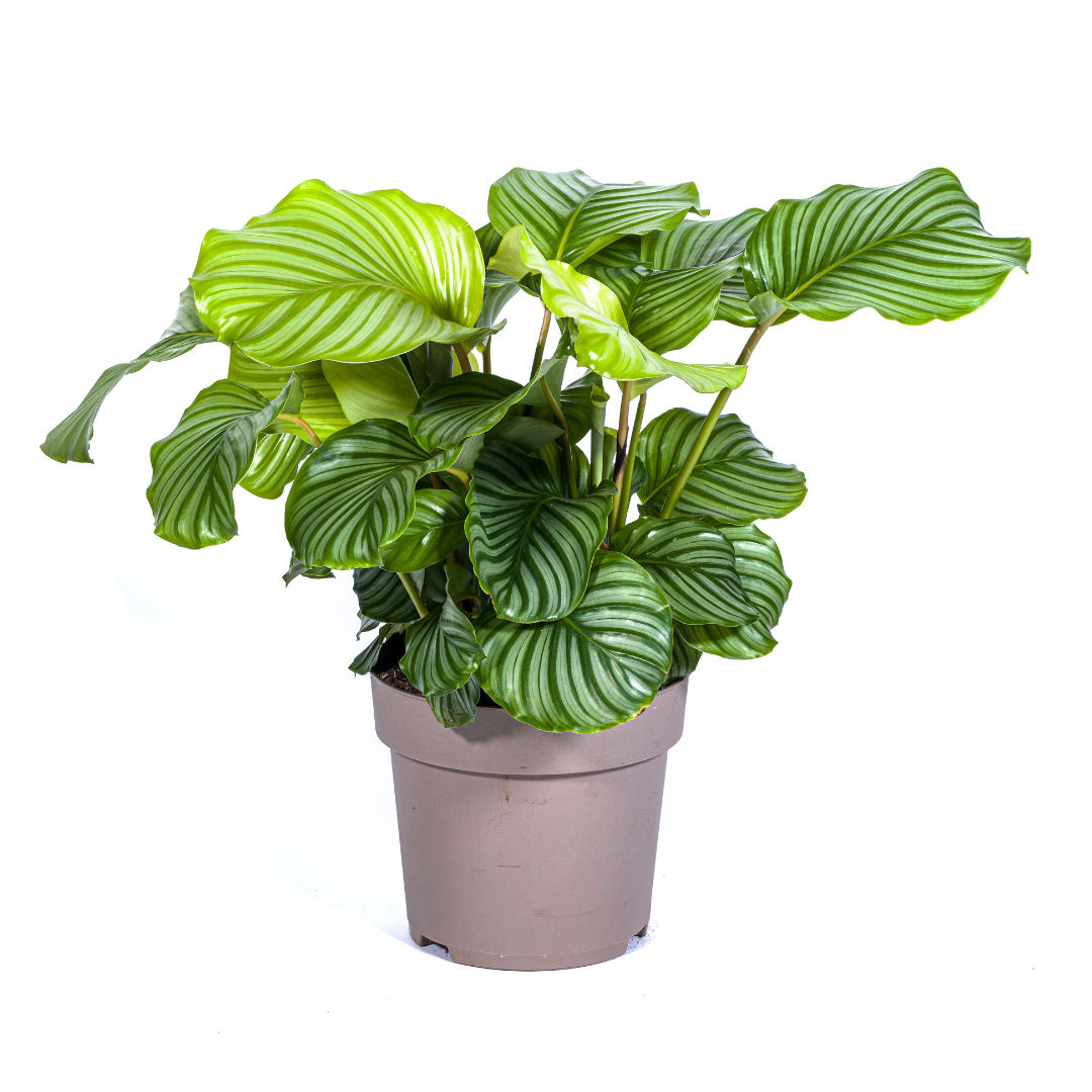 Korbmarante – Calathea orbifolia – 70-90 cm – Ø27 cm