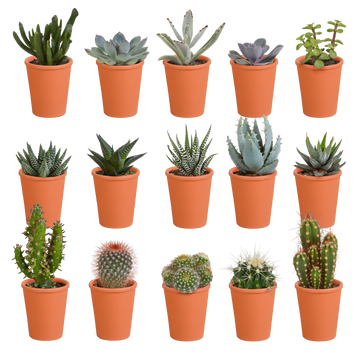 Kaktus – Cactus – 13 cm – Ø5 cm
