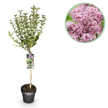 Flieder – Syringa meyeri Palibin – 90 cm – Ø19 cm