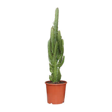 Wolfsmilch – Euphorbia trigona – 70 cm – Ø17 cm