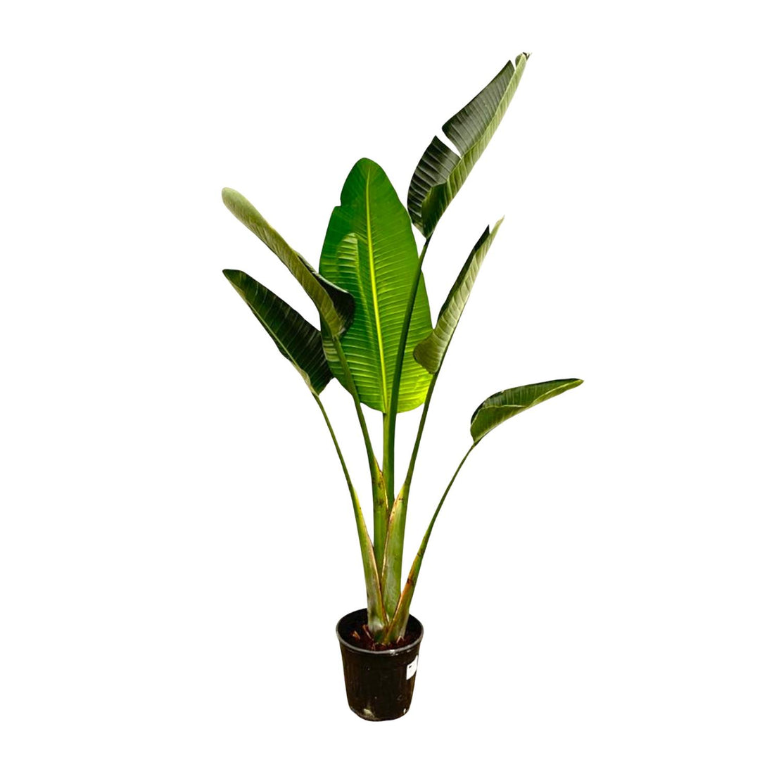 Strelitzie – Strelitzia augusta – 180 cm – Ø30 cm
