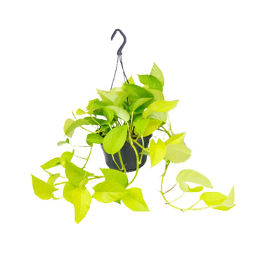 Epipremnum – Epipremnum golden – 25 cm – Ø15 cm