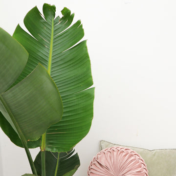 Strelitzie – Strelitzia augusta – 180 cm – Ø30 cm