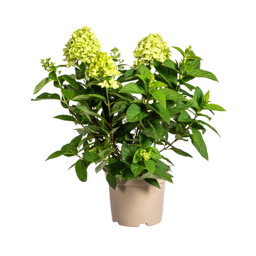 Rispenhortensie Limelight – Hydrangea paniculata Limelight – 60 cm – Ø19 cm
