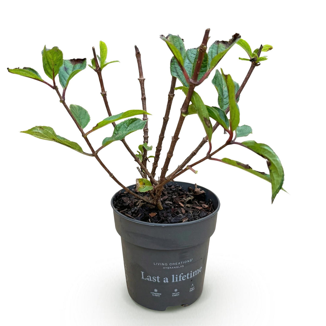 Bauernhortensie Living Little Rosy – Hydrangea macrophylla Living Little Rosy – 30 cm – Ø12 cm