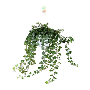 Hedera – Hedera wonder – 70 cm – Ø24 cm