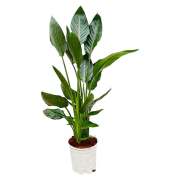 Strelitzie – Strelitzia reginae – 120 cm – Ø21 cm