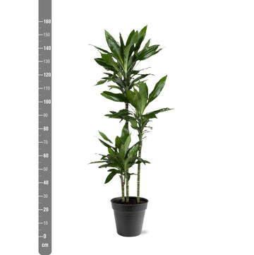 Drachenbaum – Dracaena janet – 160 cm – Ø24 cm