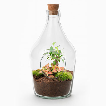 Open Terrarium – Bonsai Ruby Lime – 30 cm
