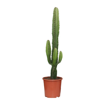 Wolfsmilch – Euphorbia acrurensis – 50 cm – Ø17 cm