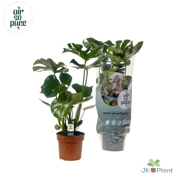 Fensterblatt – Monstera deliciosa – 55 cm – Ø17 cm