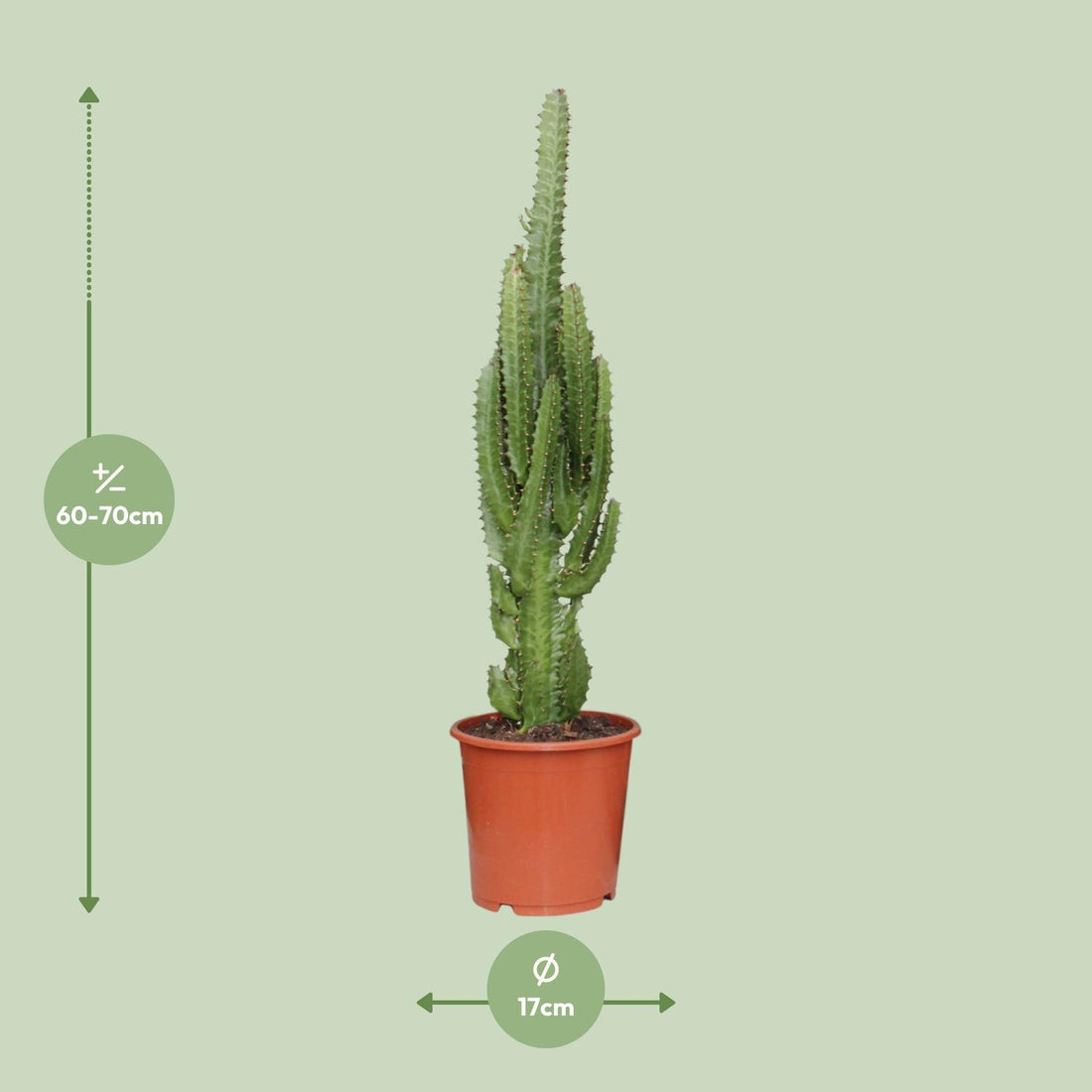 Wolfsmilch – Euphorbia trigona – 70 cm – Ø17 cm