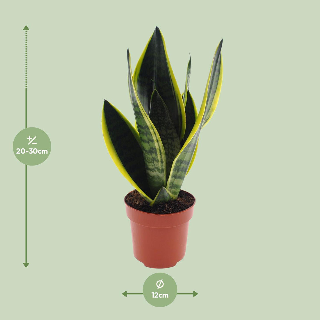 Sansevieria – Sansevieria futura – 30 cm – Ø12 cm