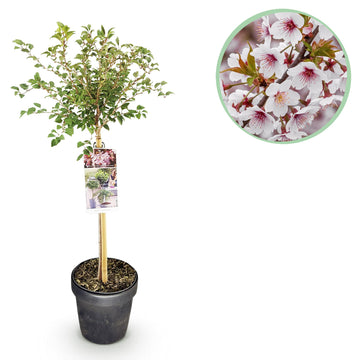 Zierkirsche – Prunus incisa Koujou-no-mai – 90 cm – Ø19 cm