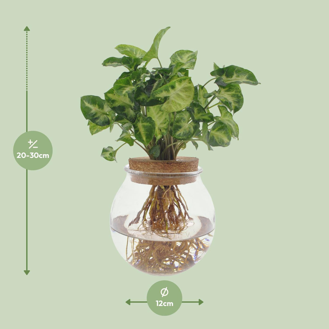 Purpurtute – Syngonium pixie – 30 cm – Ø12 cm
