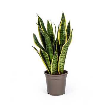 Sansevieria – Sansevieria trifasciata – 45–55 cm – Ø17 cm