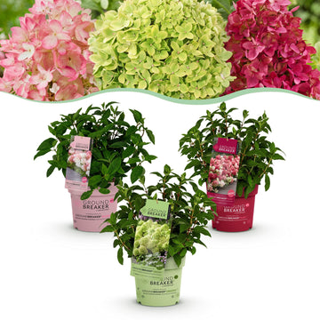 Bauernhortensie Groundbreaker Blush – Hydrangea macrophylla Groundbreaker Blush – 25 cm – Ø20 cm