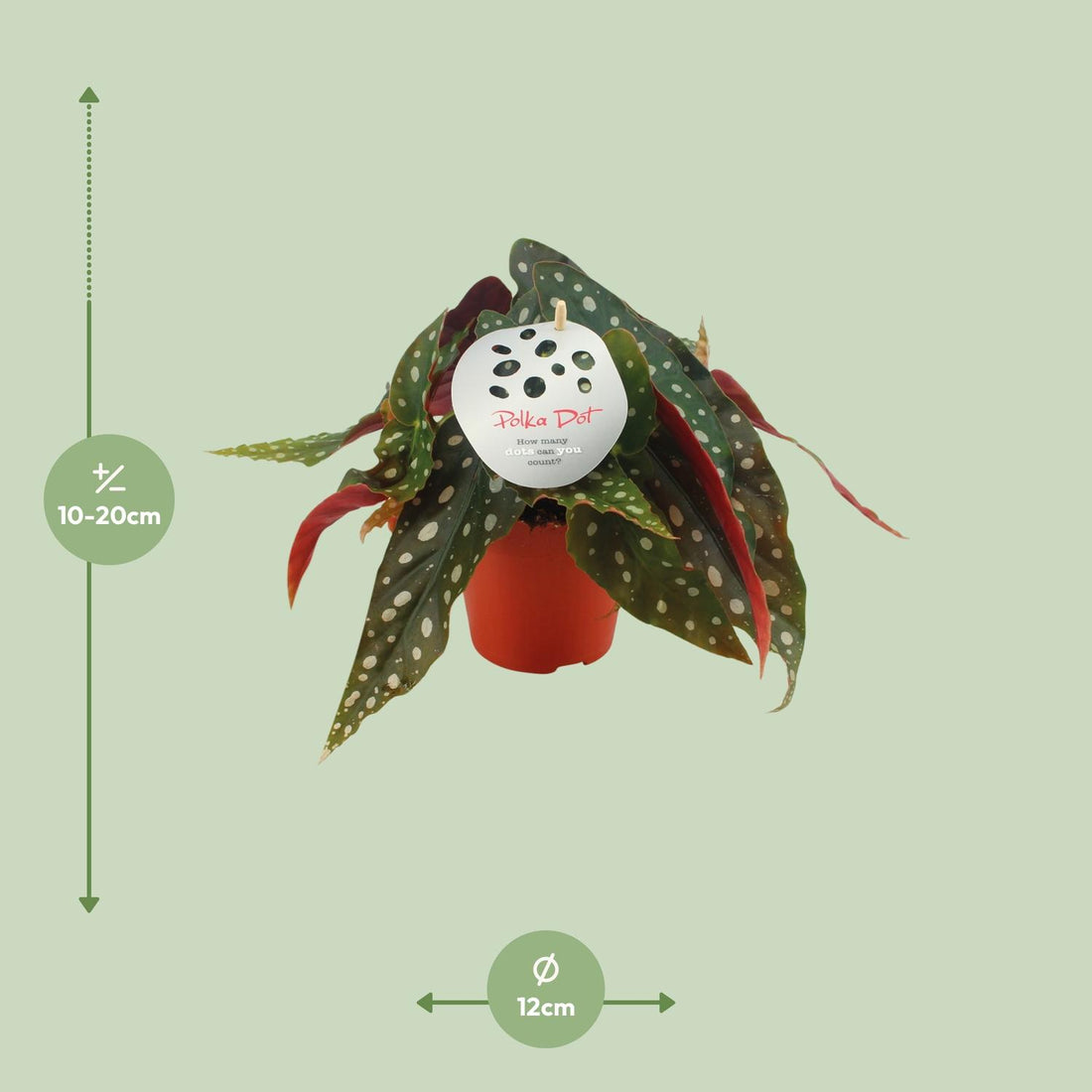 Begonia – Begonia maculata – 20 cm – Ø12 cm