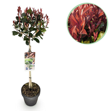 Glanzmispel – Photinia fraseri Little Red Robin – 90 cm – Ø19 cm