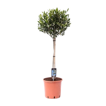 Olivenbaum – Olea europaea – 160 cm – Ø24 cm
