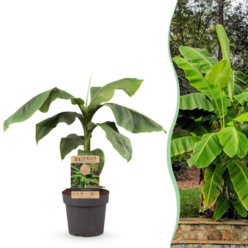 Japanische Faserbanane – Musa basjoo – 90 cm – Ø21 cm