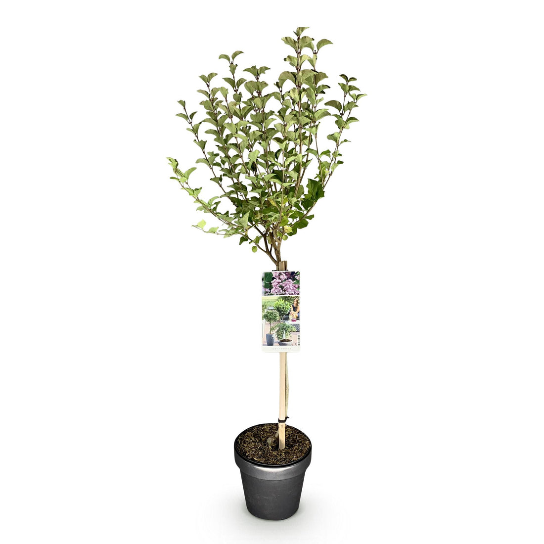 Flieder – Syringa meyeri Palibin – 90 cm – Ø19 cm