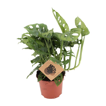 Fensterblatt – Monstera monkey – 30 cm – Ø12 cm
