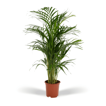 Areca-Palme – Dypsis lutenscens – 70 cm – Ø17 cm