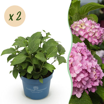 Bauernhortensie The Original Pink – Hydrangea macrophylla The Original Pink – 25 cm – Ø20 cm