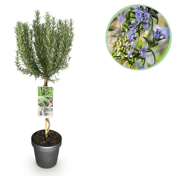 Rosmarin – Rosmarinus officinalis – 90 cm – Ø19 cm