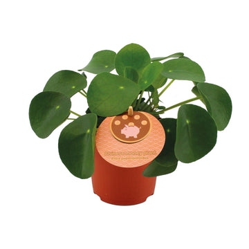 Ufopflanze – Pilea peperomioides – 15 cm – Ø10 cm