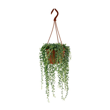 Erbsenpflanze – Senecio herreianus – 20 cm – Ø12 cm