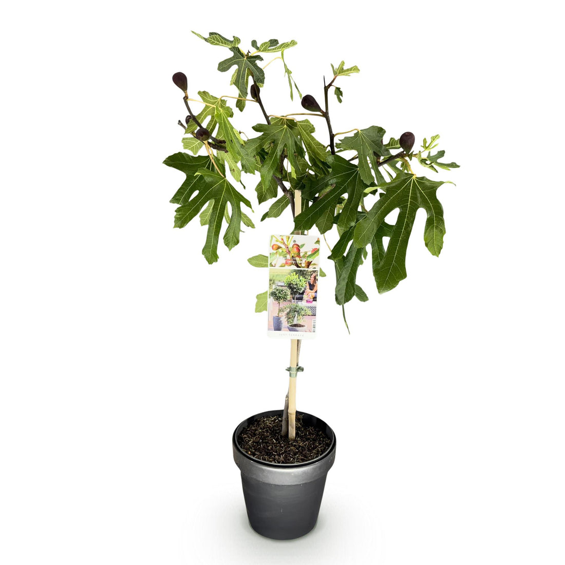 Feige – Ficus carica Little Miss Figgy – 90 cm – Ø19 cm